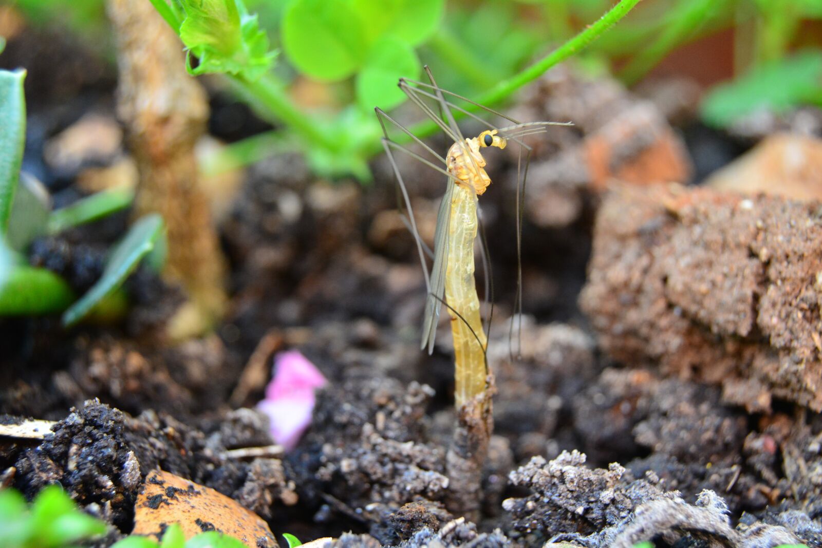 Nikon D5200 sample photo. Cranefly, nephtotoma, pupa photography