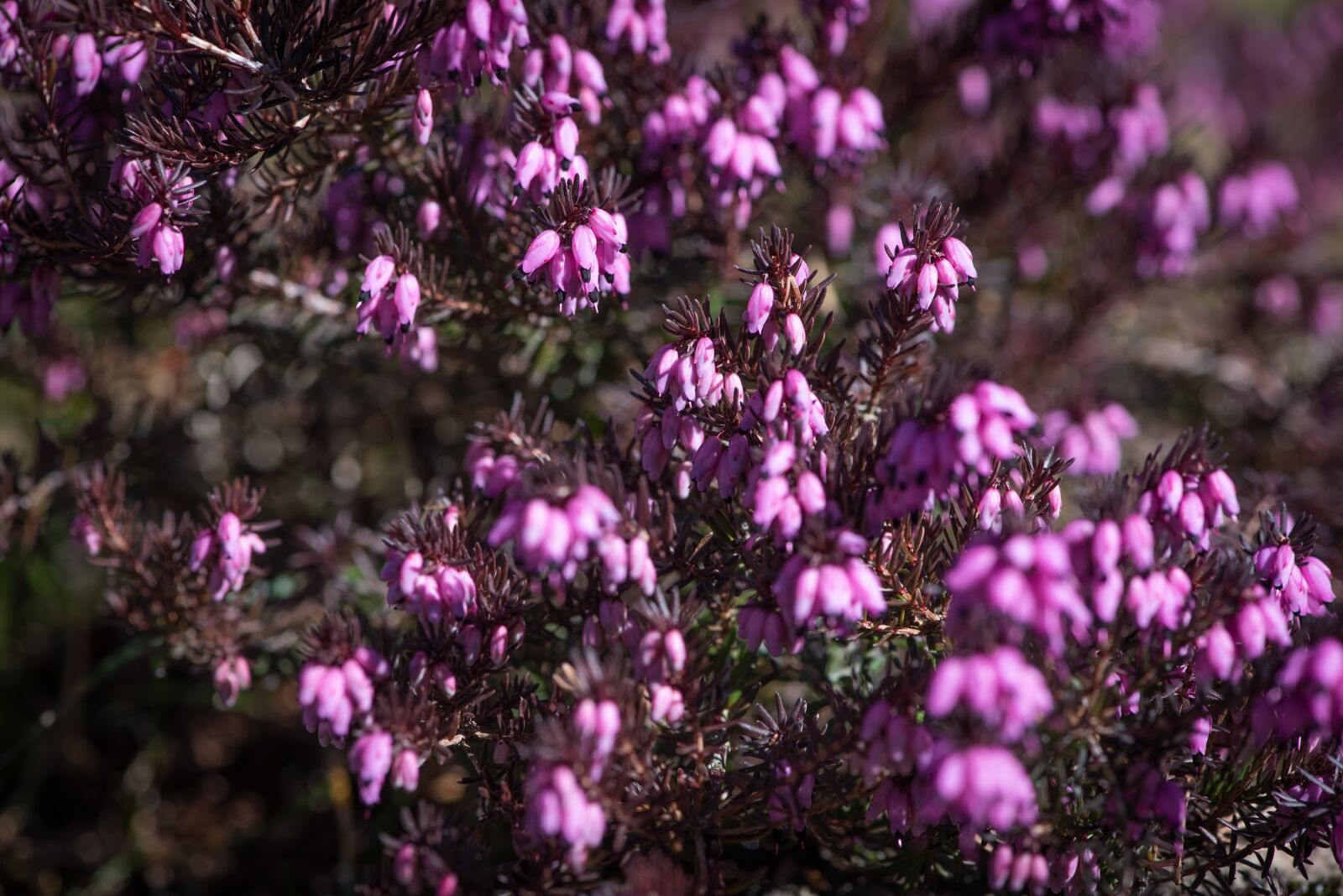 Nikon D750 sample photo. Flowers, stone garden, plant photography
