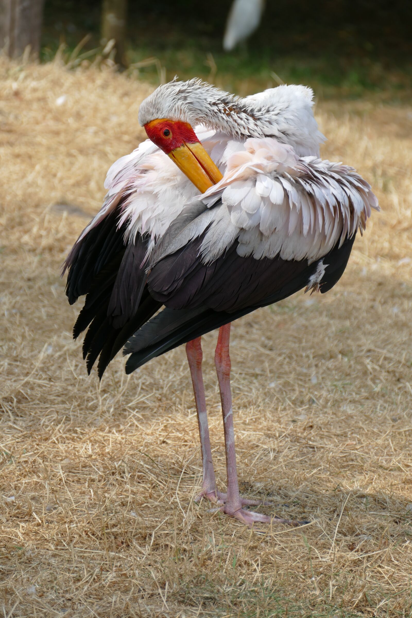Panasonic Lumix DMC-FZ1000 sample photo. Nimmerzat, mycteria ibis, wader photography