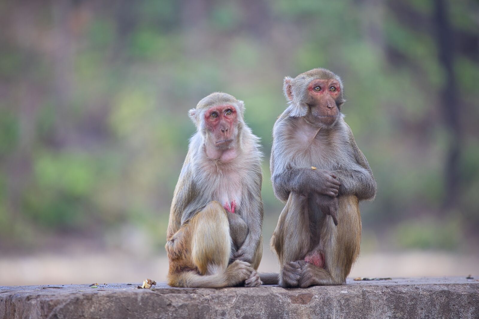 Canon EOS 5D Mark IV + Canon EF 70-200mm F2.8L IS II USM sample photo. Monkey, animal, gorilla photography