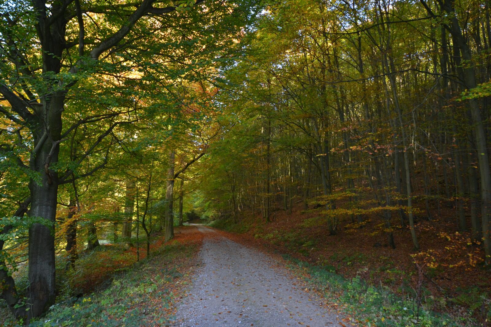 Nikon D3100 sample photo. Forest, sun, autumn photography