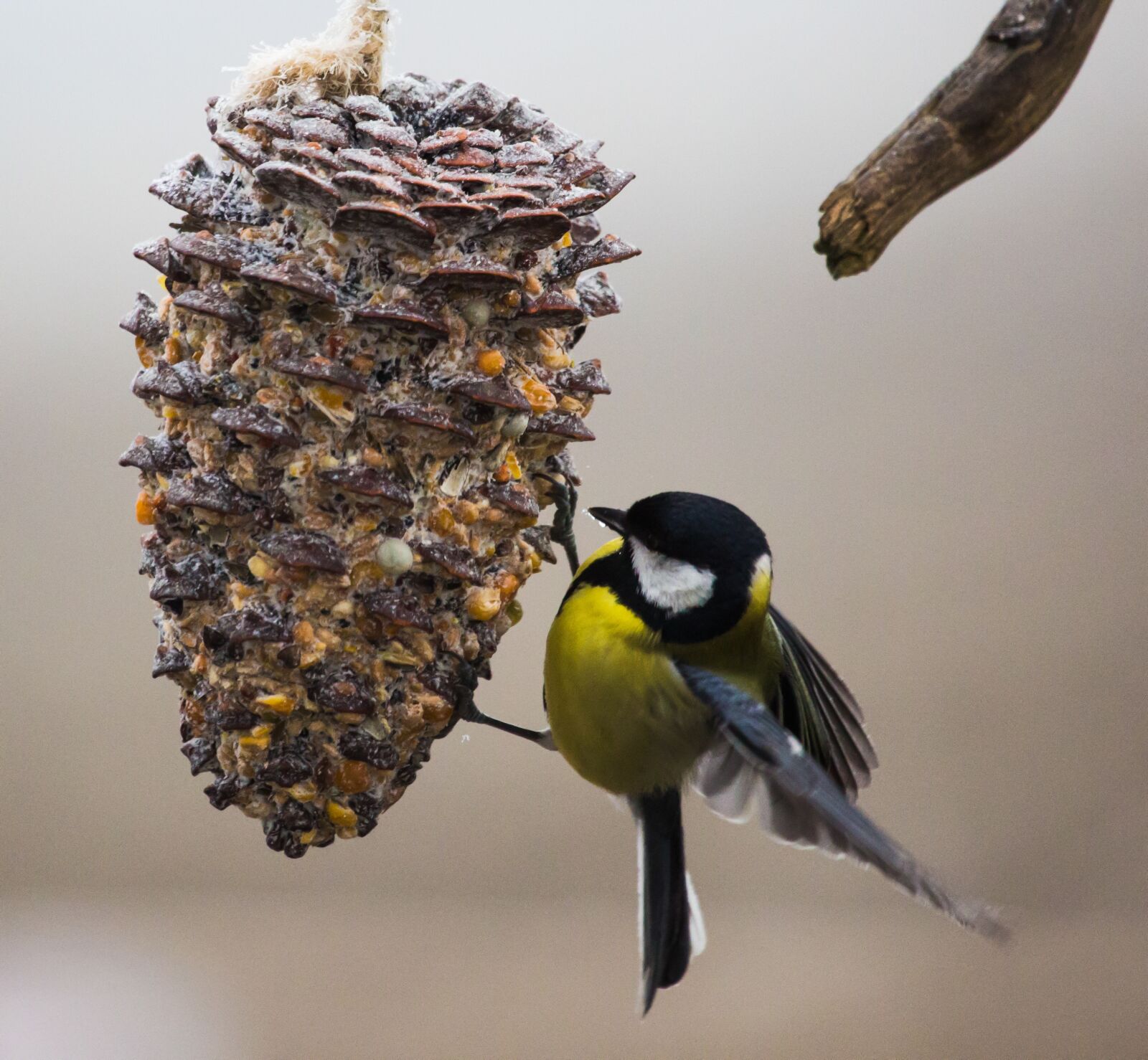 Canon EF 100-400mm F4.5-5.6L IS USM sample photo. Tit, bird, close up photography