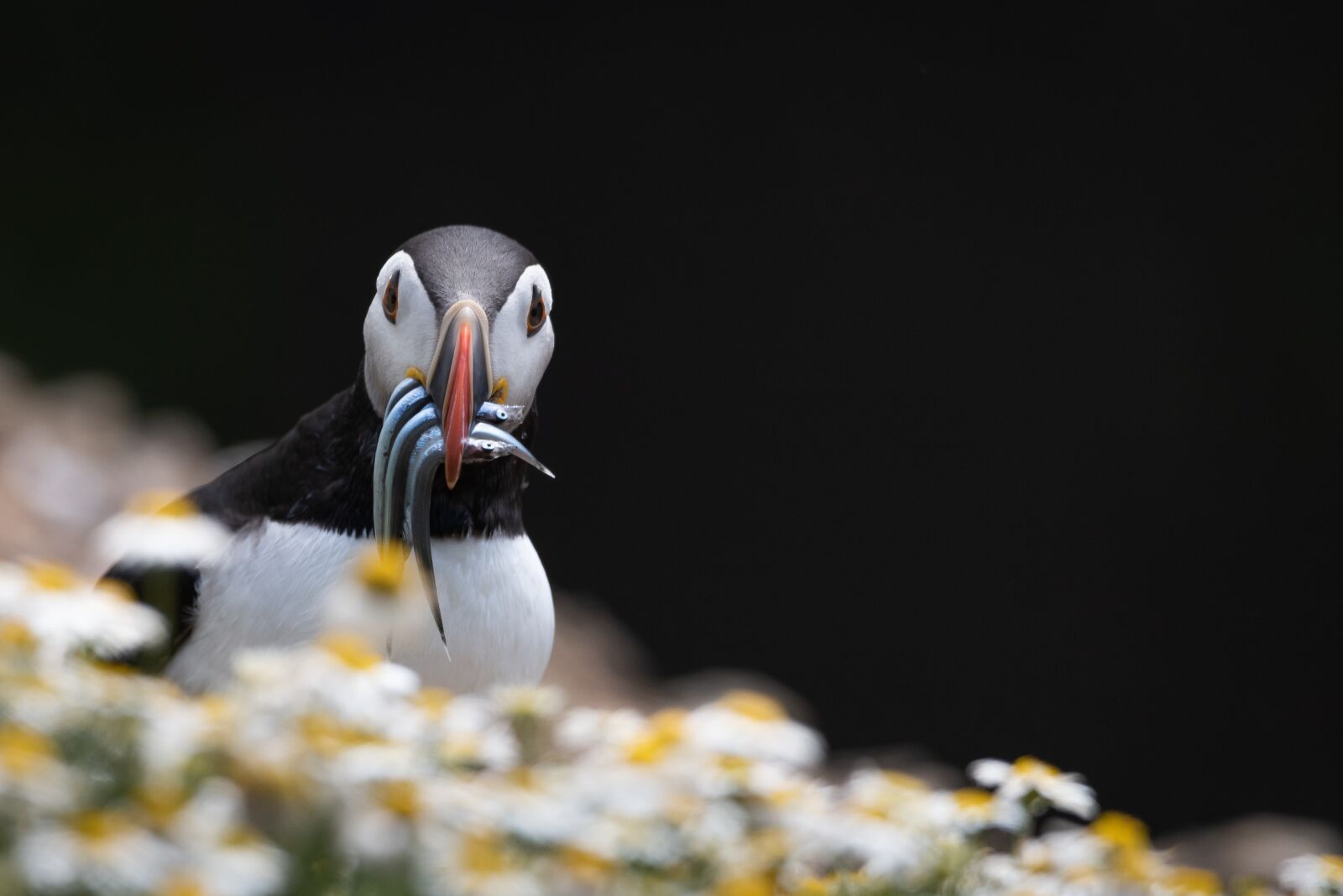 Nikon D810 sample photo. Puffins, bird, nature photography