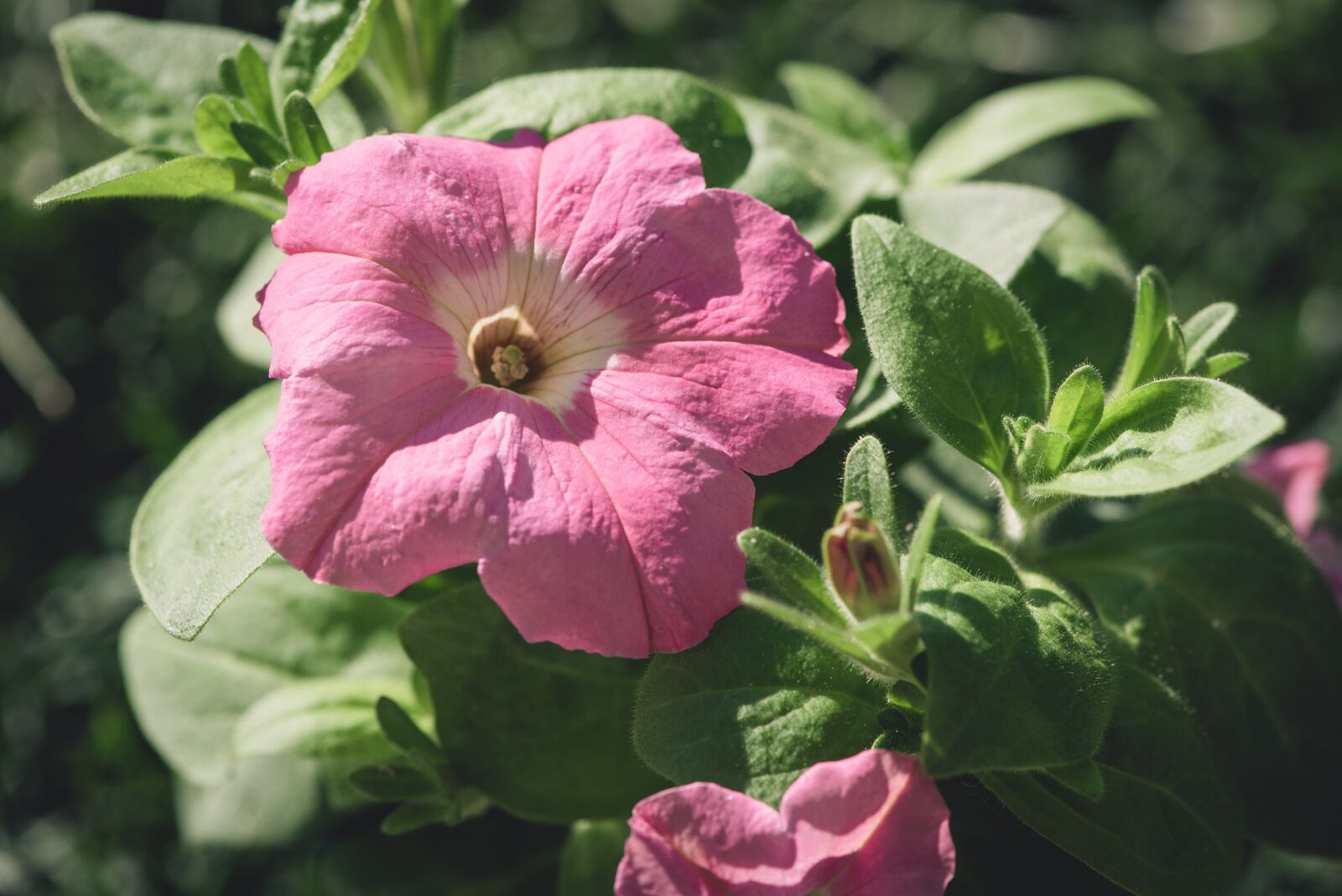 Nikon D750 sample photo. Flower, blossom, bloom photography