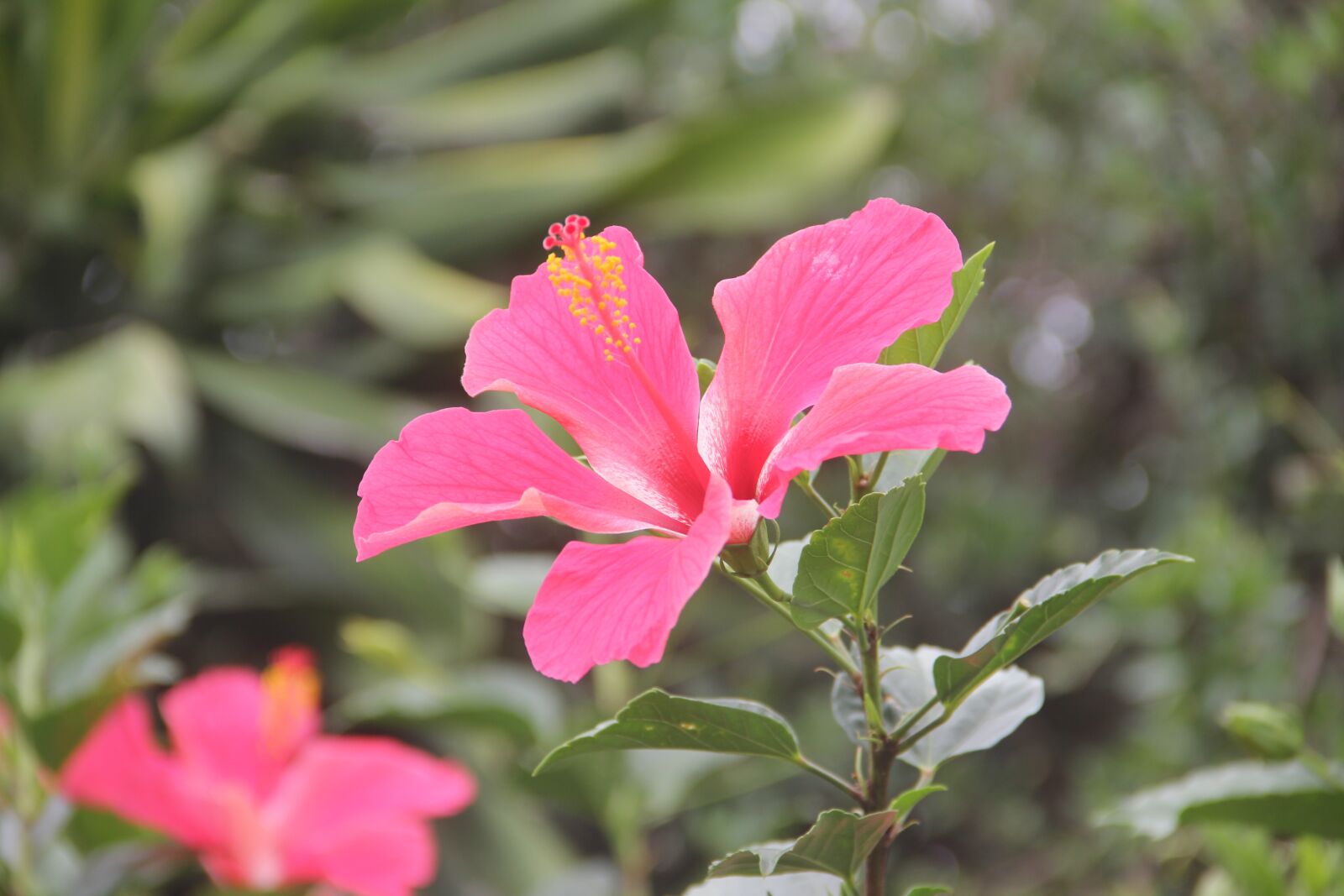 Canon EF-S 18-135mm F3.5-5.6 IS sample photo. Cayenne, real step, cubiro photography