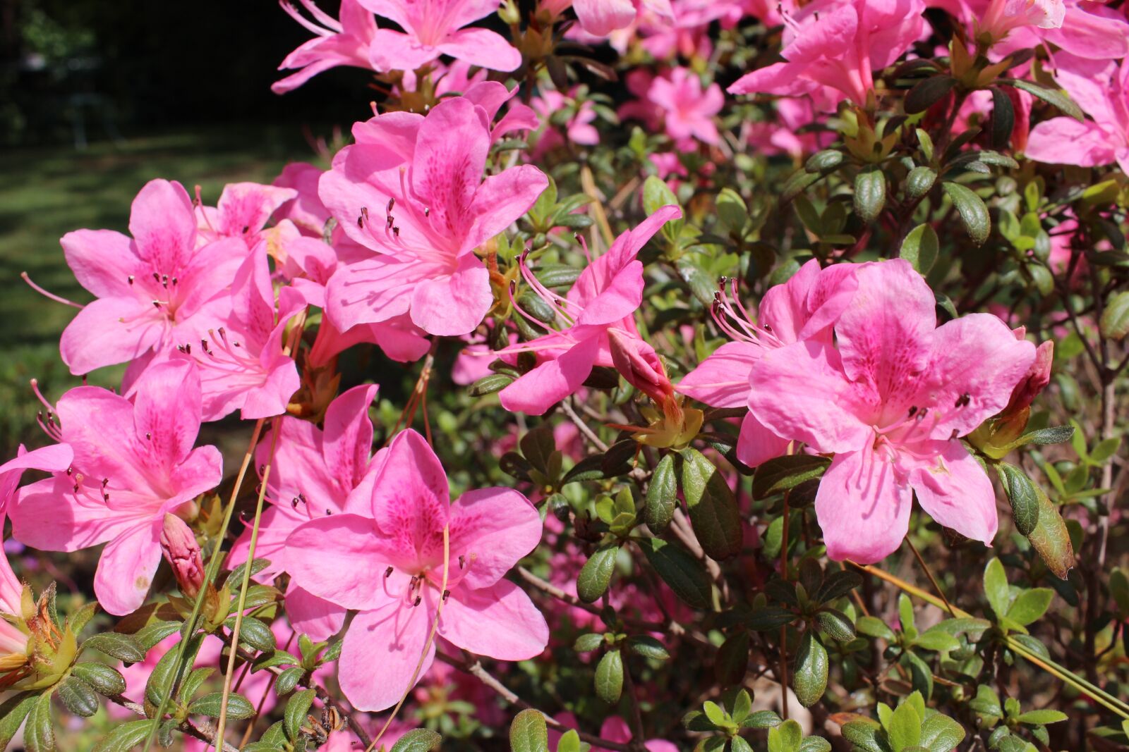 Canon EOS 1200D (EOS Rebel T5 / EOS Kiss X70 / EOS Hi) sample photo. Flowers, pink, pink flowers photography