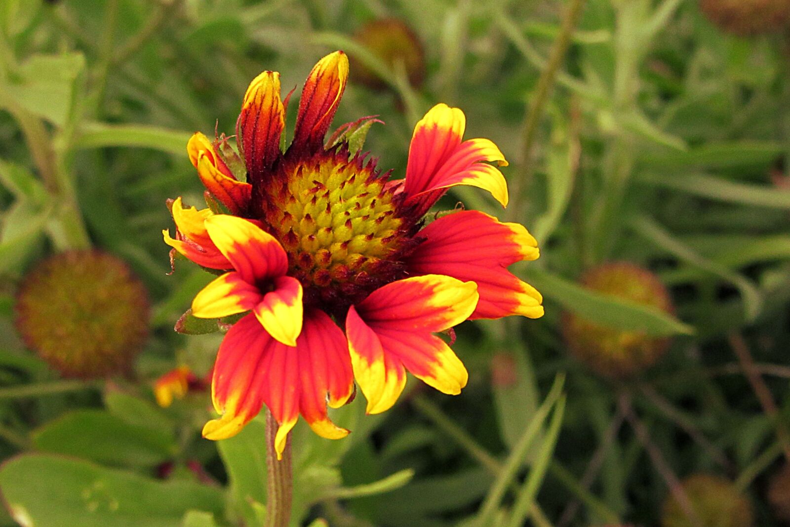 Canon PowerShot SX610 HS sample photo. Flower, garden, summer photography