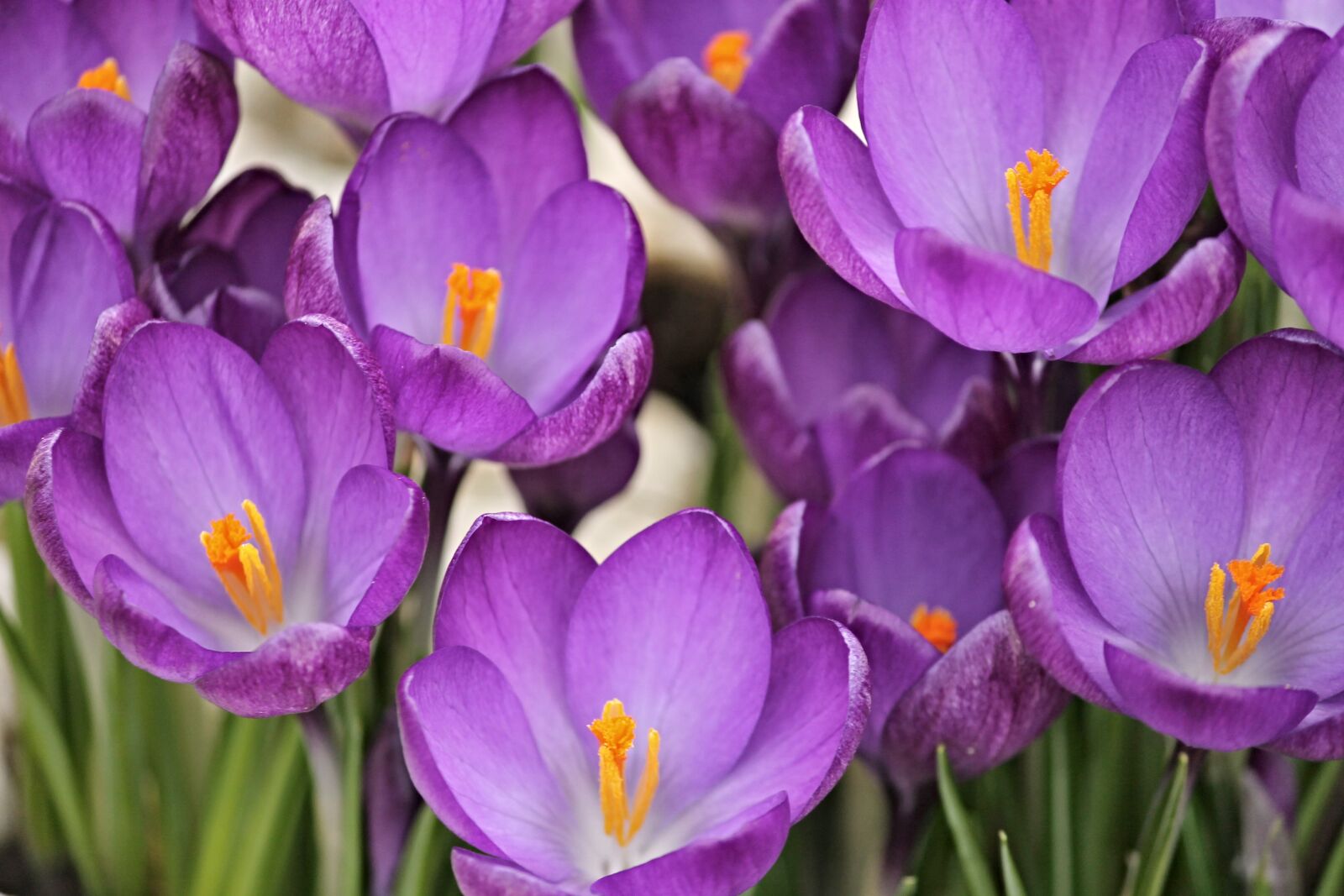 Canon EOS 1100D (EOS Rebel T3 / EOS Kiss X50) sample photo. Crocus, crocus flowers, spring photography
