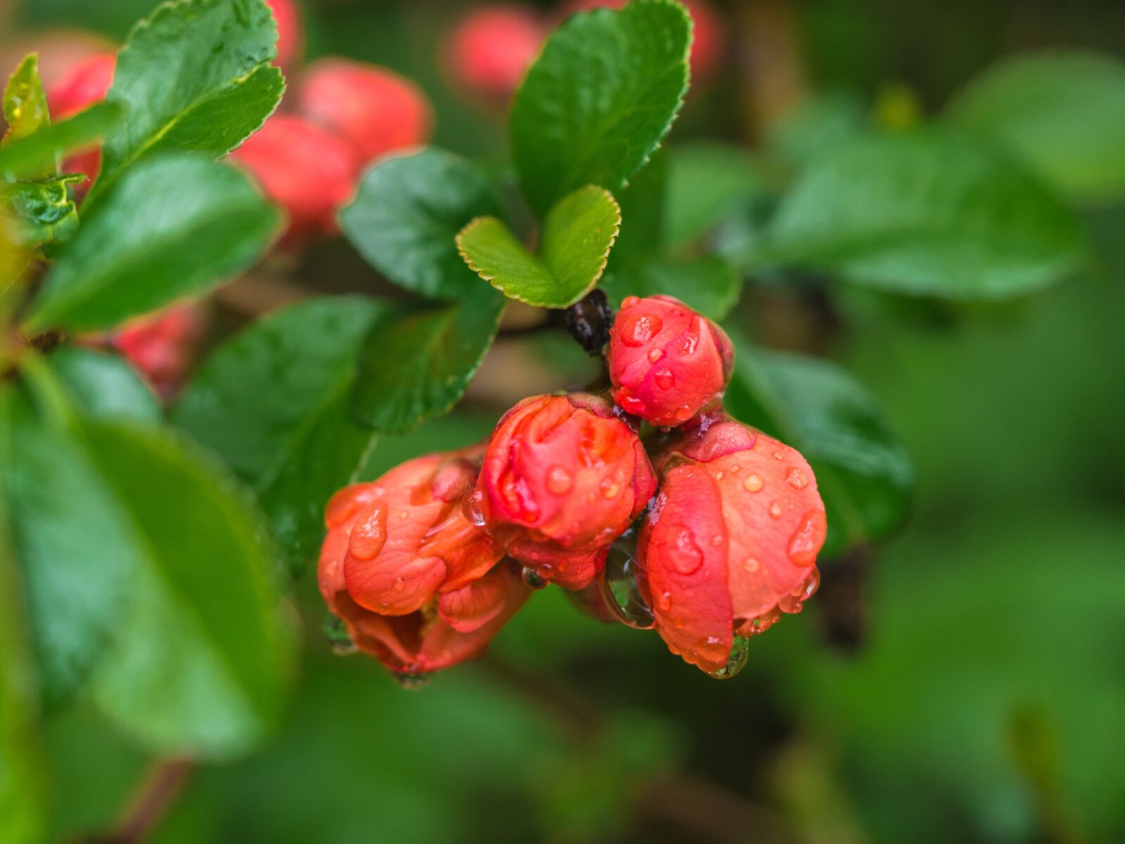 Panasonic DMC-G81 sample photo. Flower, leaves, rain photography