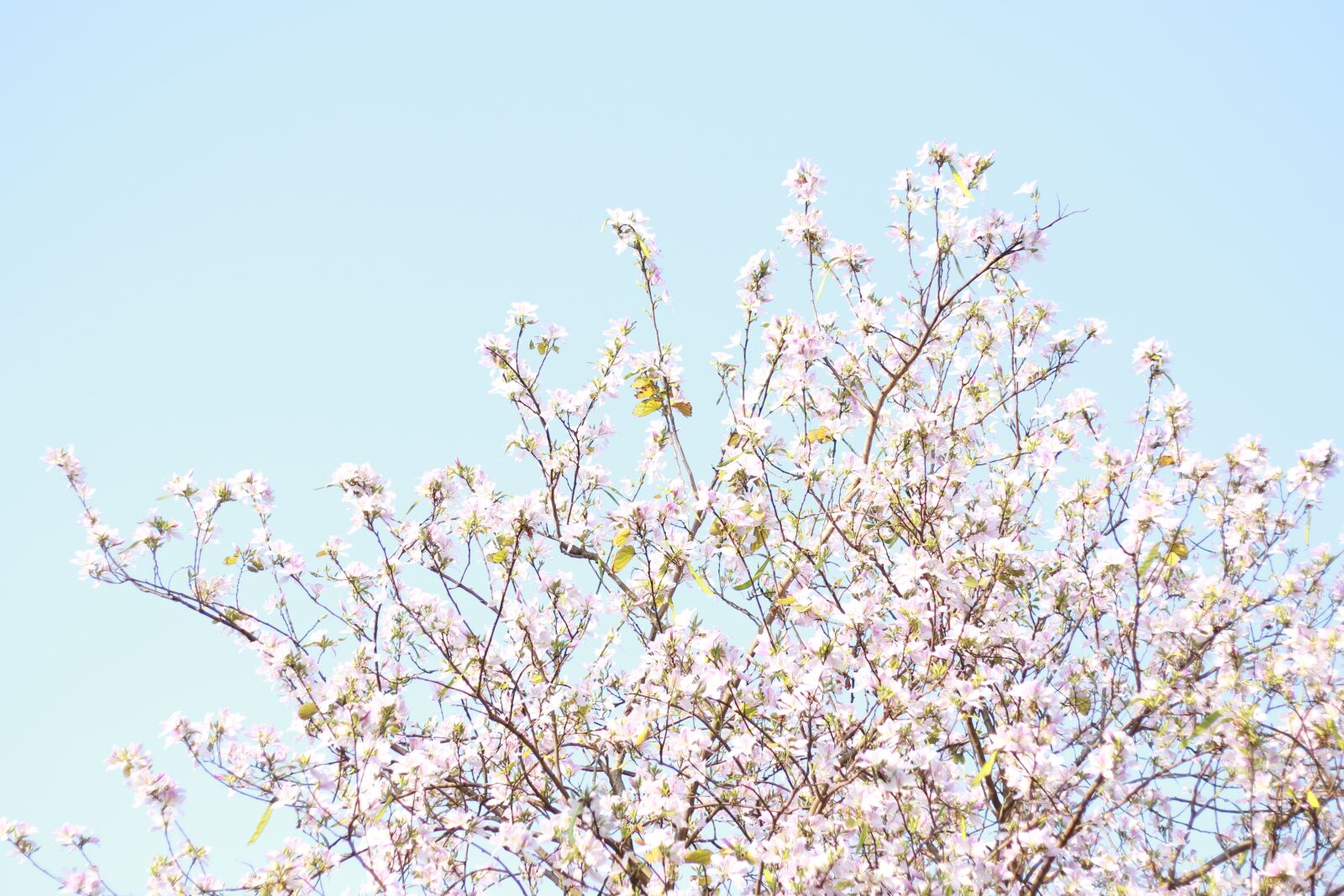 Canon EOS 7D Mark II sample photo. Branch, tree, season photography