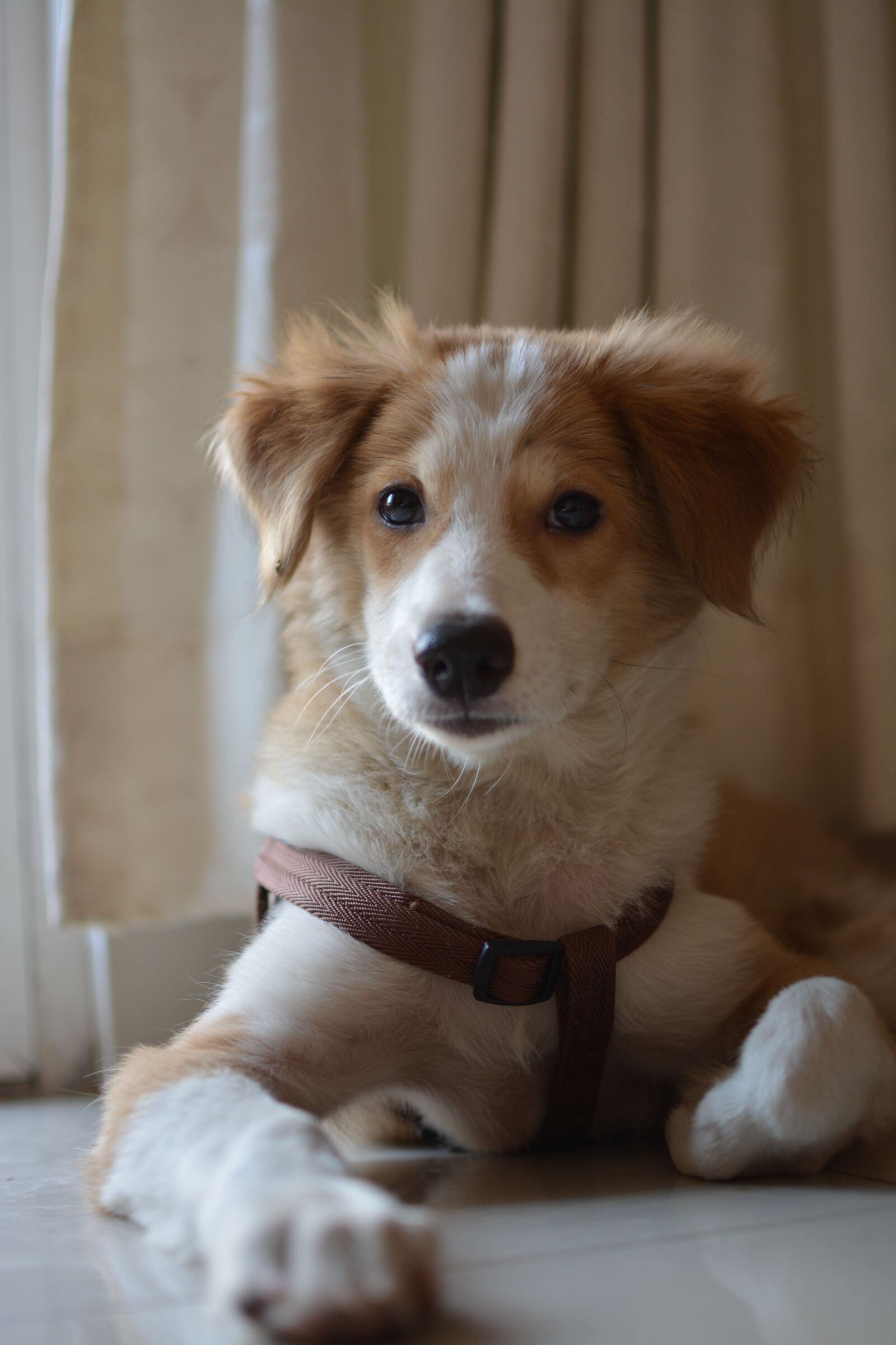 Nikon D5200 sample photo. Dog, pet, cute photography