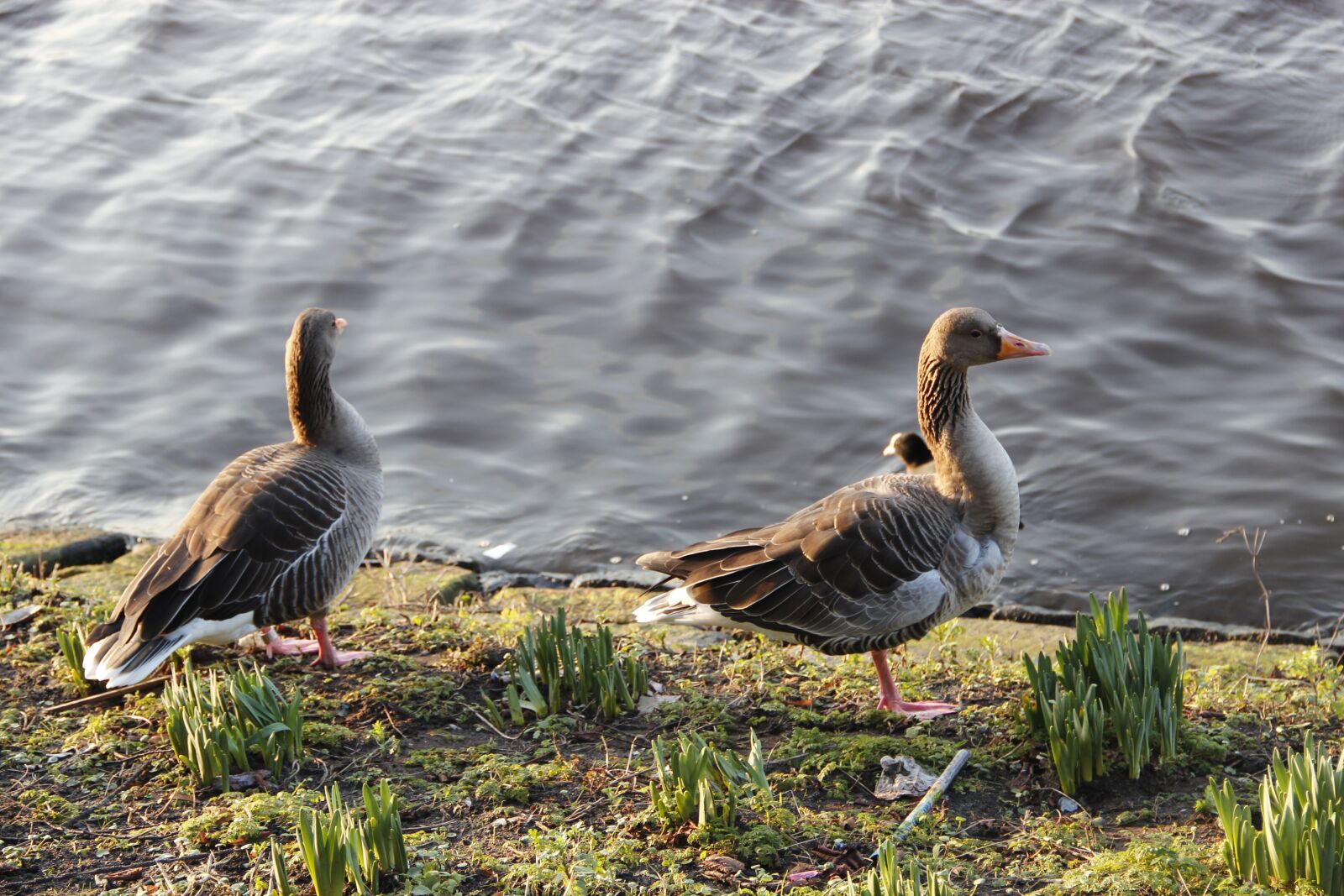 Canon EOS 600D (Rebel EOS T3i / EOS Kiss X5) sample photo. Wild geese, alster, hamburg photography