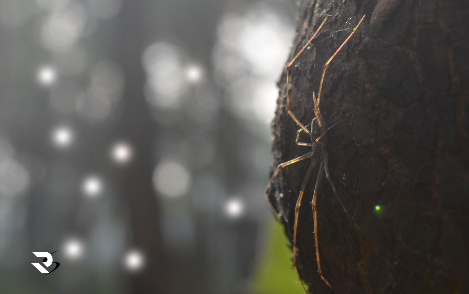 Nikon D5200 sample photo