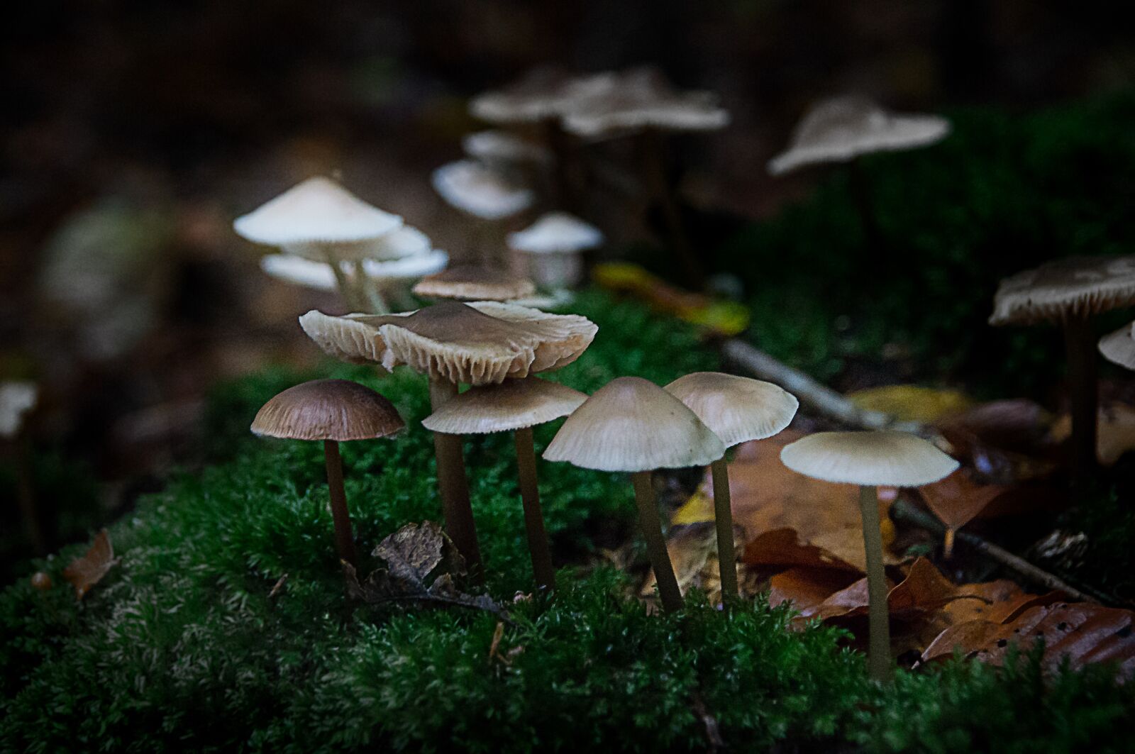 Sony SLT-A57 sample photo. Mushrooms, forest, dark photography