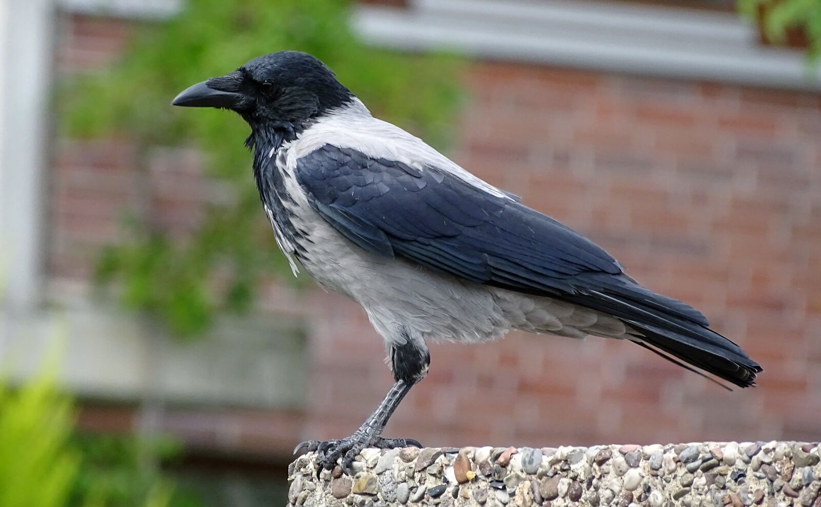 Sony Cyber-shot DSC-HX400V sample photo. Hooded crow, carrion crow photography