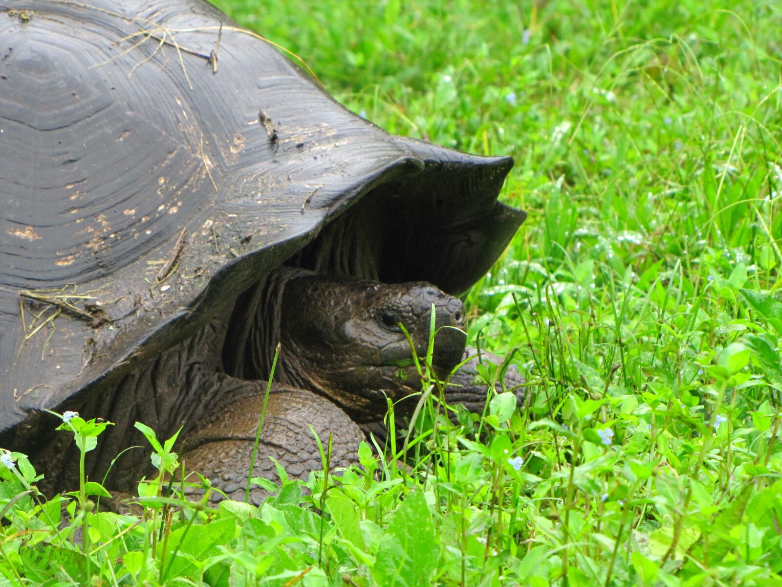 Canon PowerShot SX20 IS sample photo. Turtle, galapagos island, nature photography