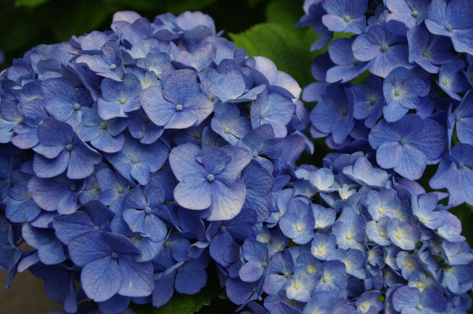 Pentax K-r sample photo. Hydrangea, flower, bloom photography