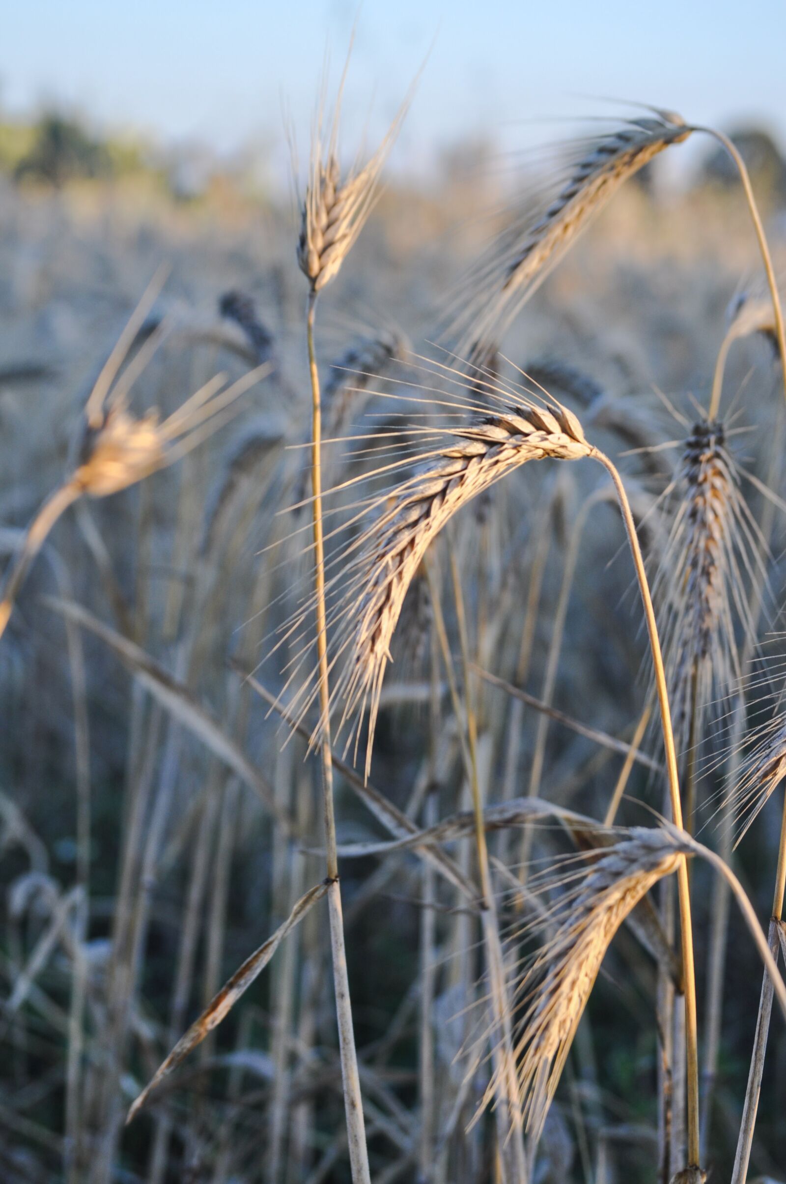 Nikon D5000 sample photo. Wheat, field, harvest photography