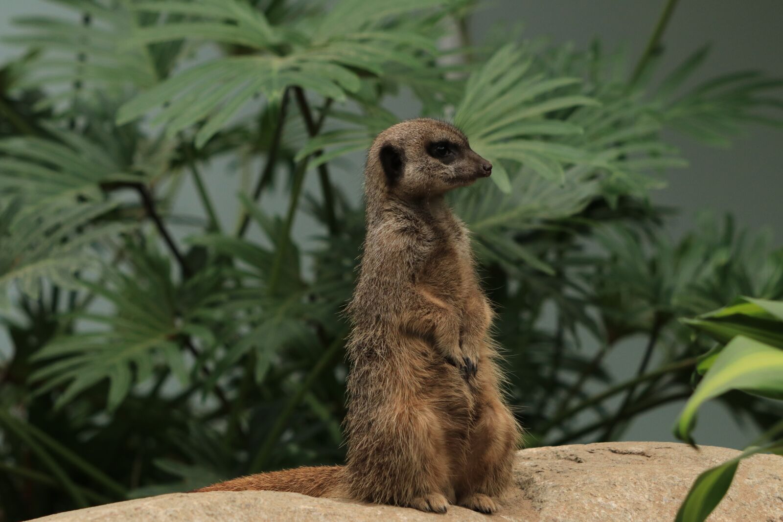 Canon EOS 80D sample photo. Meerkat, fauna, animals photography