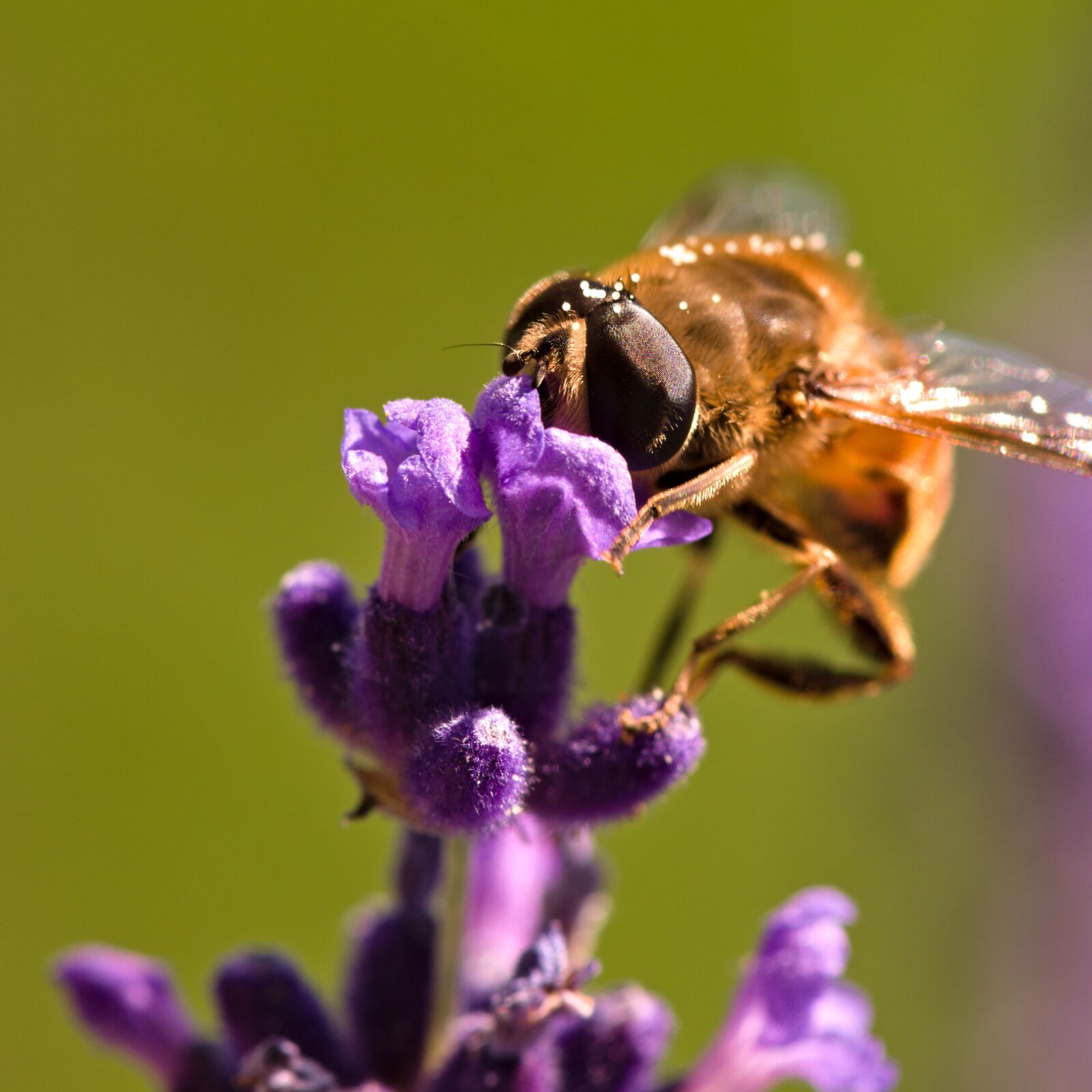 Nikon D5500 sample photo. Lavender, bee, pollination photography