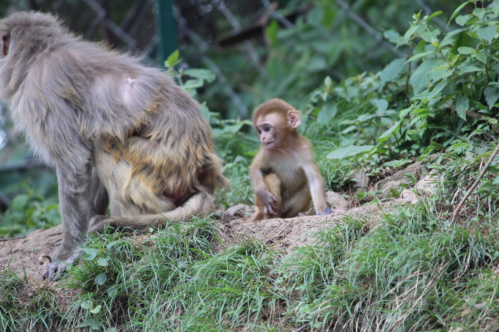 Canon EOS 1200D (EOS Rebel T5 / EOS Kiss X70 / EOS Hi) sample photo. Baby monkey, angry mother photography