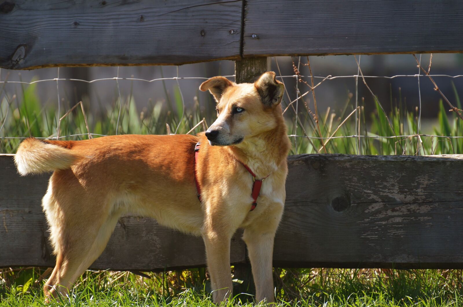 Nikon D3200 sample photo. Dog, animal, different eye photography