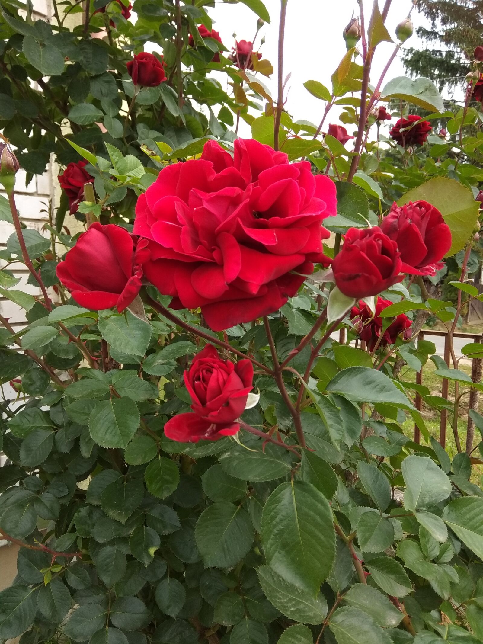 Xiaomi Redmi Note 5A sample photo. Rose, red rose, fut photography