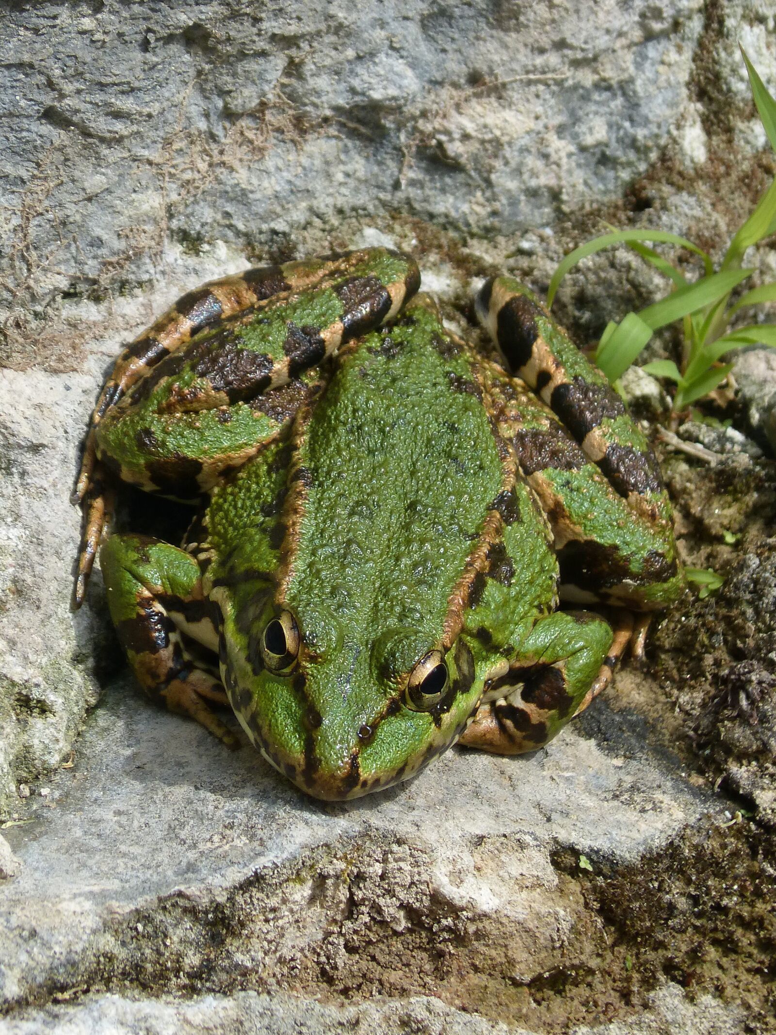 Panasonic DMC-FZ62 sample photo. Frog, green frog, batrachian photography