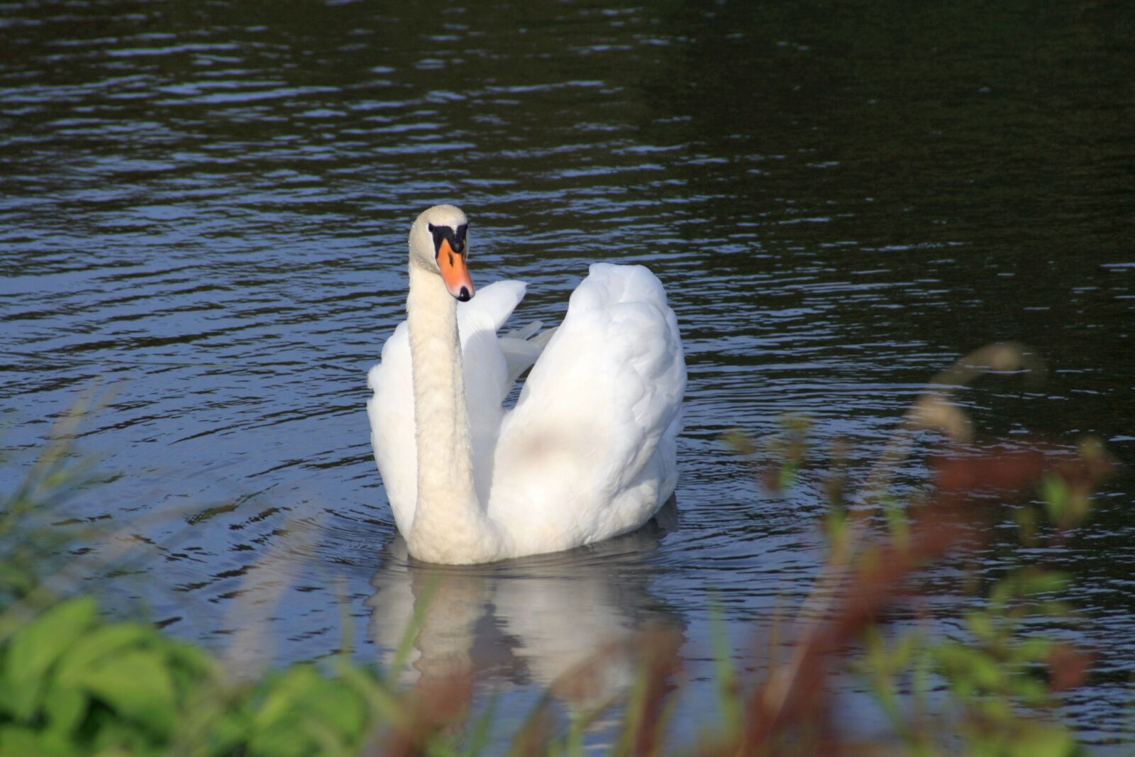 Canon EOS 400D (EOS Digital Rebel XTi / EOS Kiss Digital X) sample photo. Swan, start, plumage photography