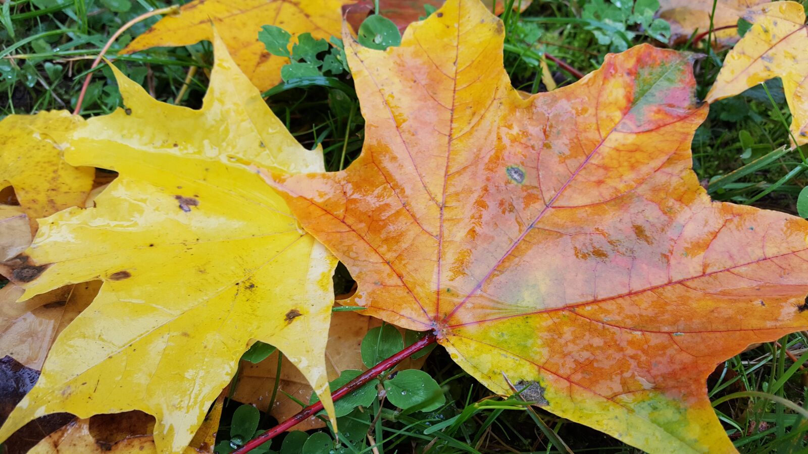 Samsung Galaxy S6 sample photo. Foliage, autumn, grass photography