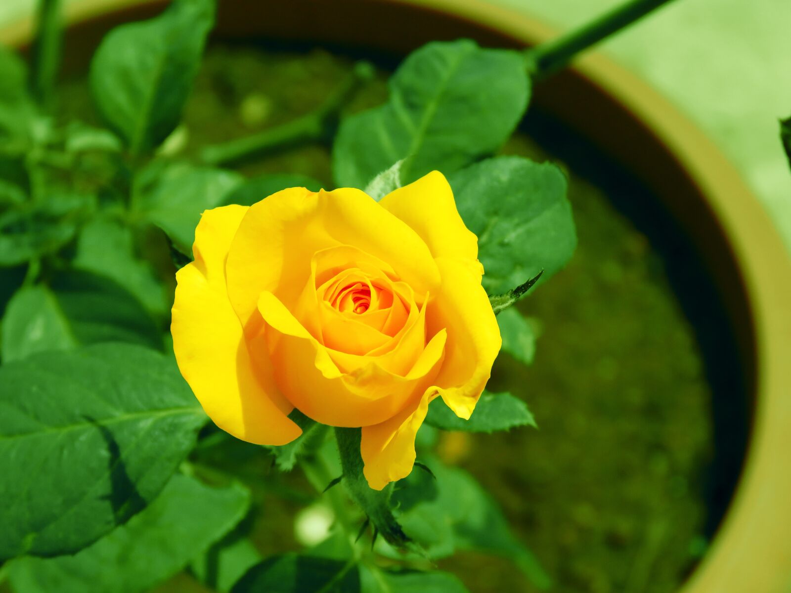 Canon PowerShot SX60 HS sample photo. Cute little yellow rose photography
