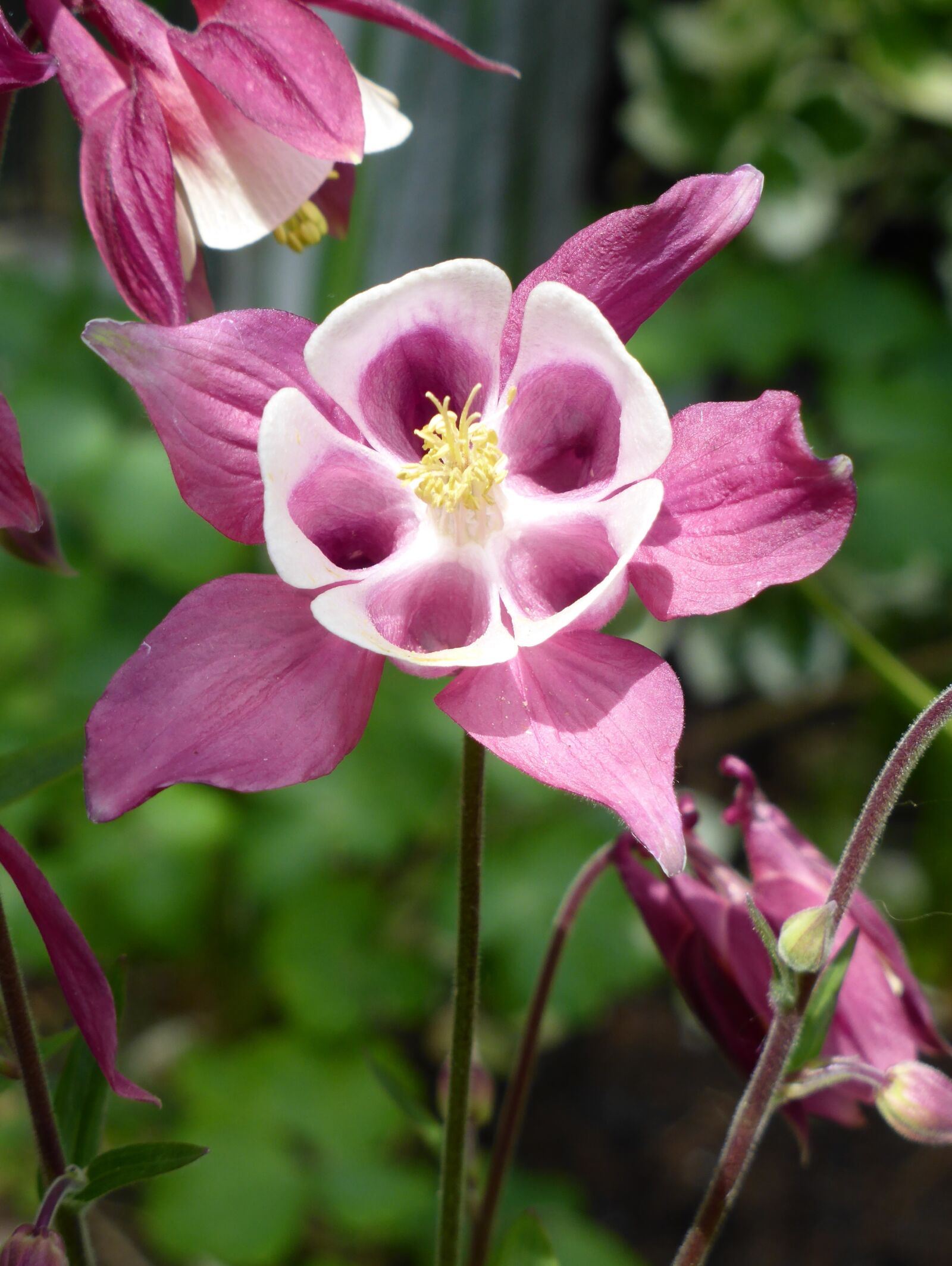Panasonic Lumix DMC-ZS30 (Lumix DMC-TZ40) sample photo. Grannies bonnet, aquilegia, purple photography