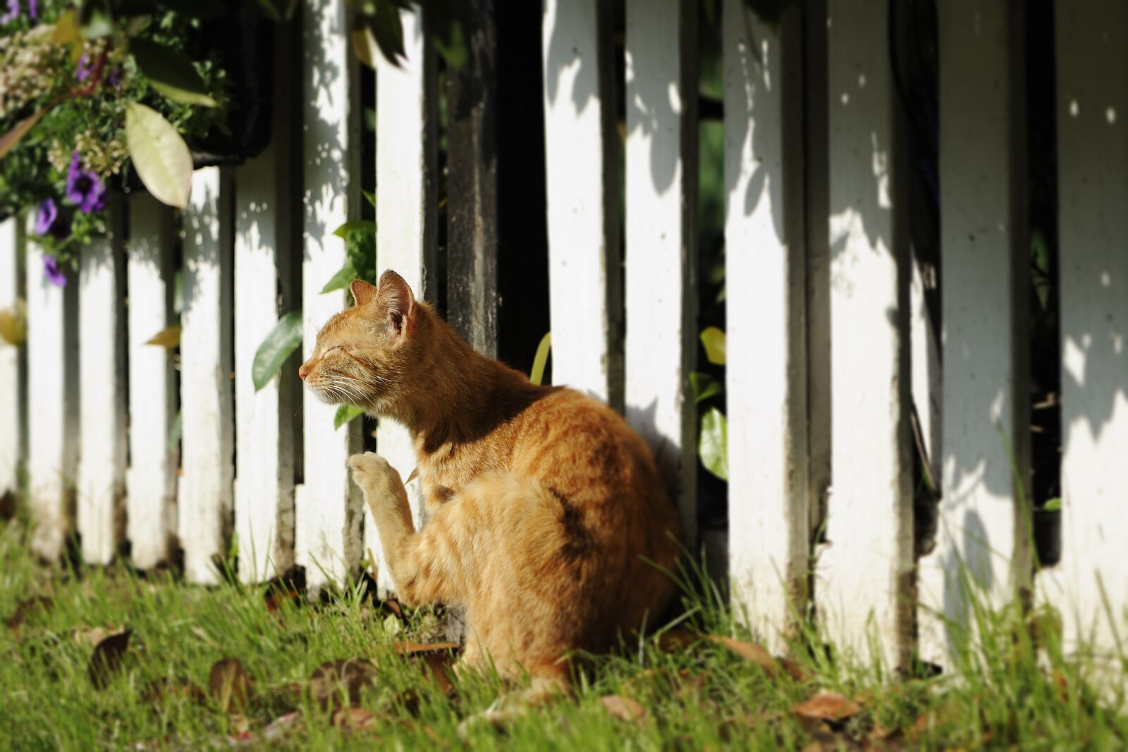 Nikon D700 sample photo. Cat basking, cat, animal photography