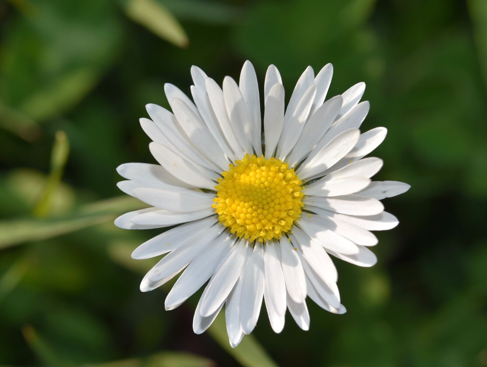Nikon D5600 sample photo. Fleure, marguerite, daisy photography