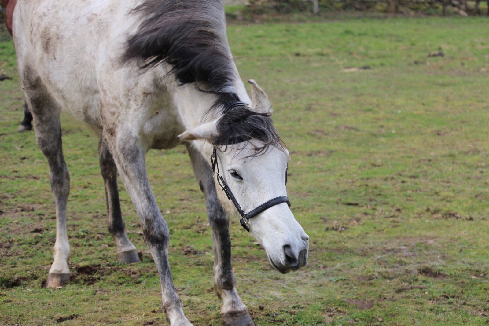 Canon EOS 1200D (EOS Rebel T5 / EOS Kiss X70 / EOS Hi) sample photo. Horse, horses, nature photography