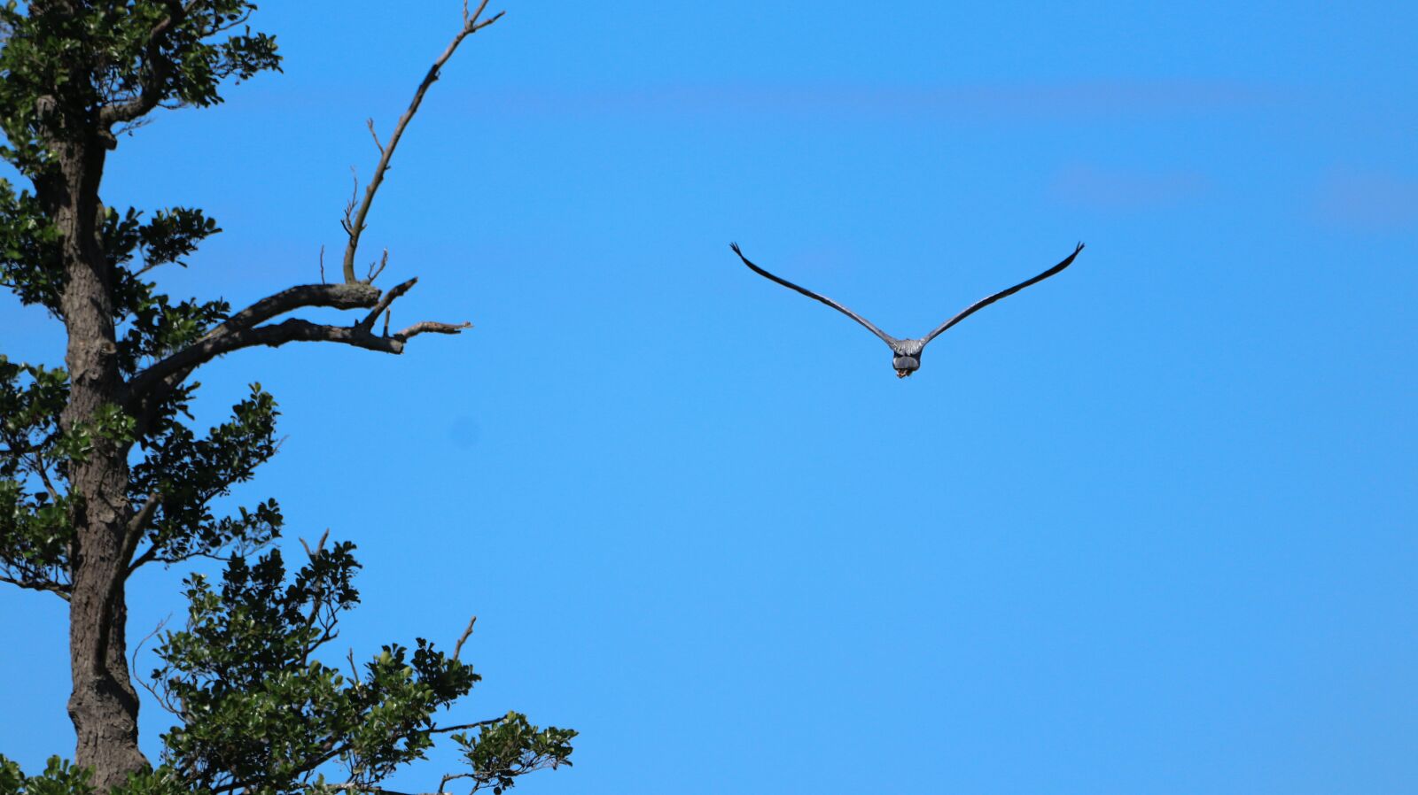 150-600mm F5-6.3 DG OS HSM | Contemporary 015 sample photo. Scenic, heron, bird photography