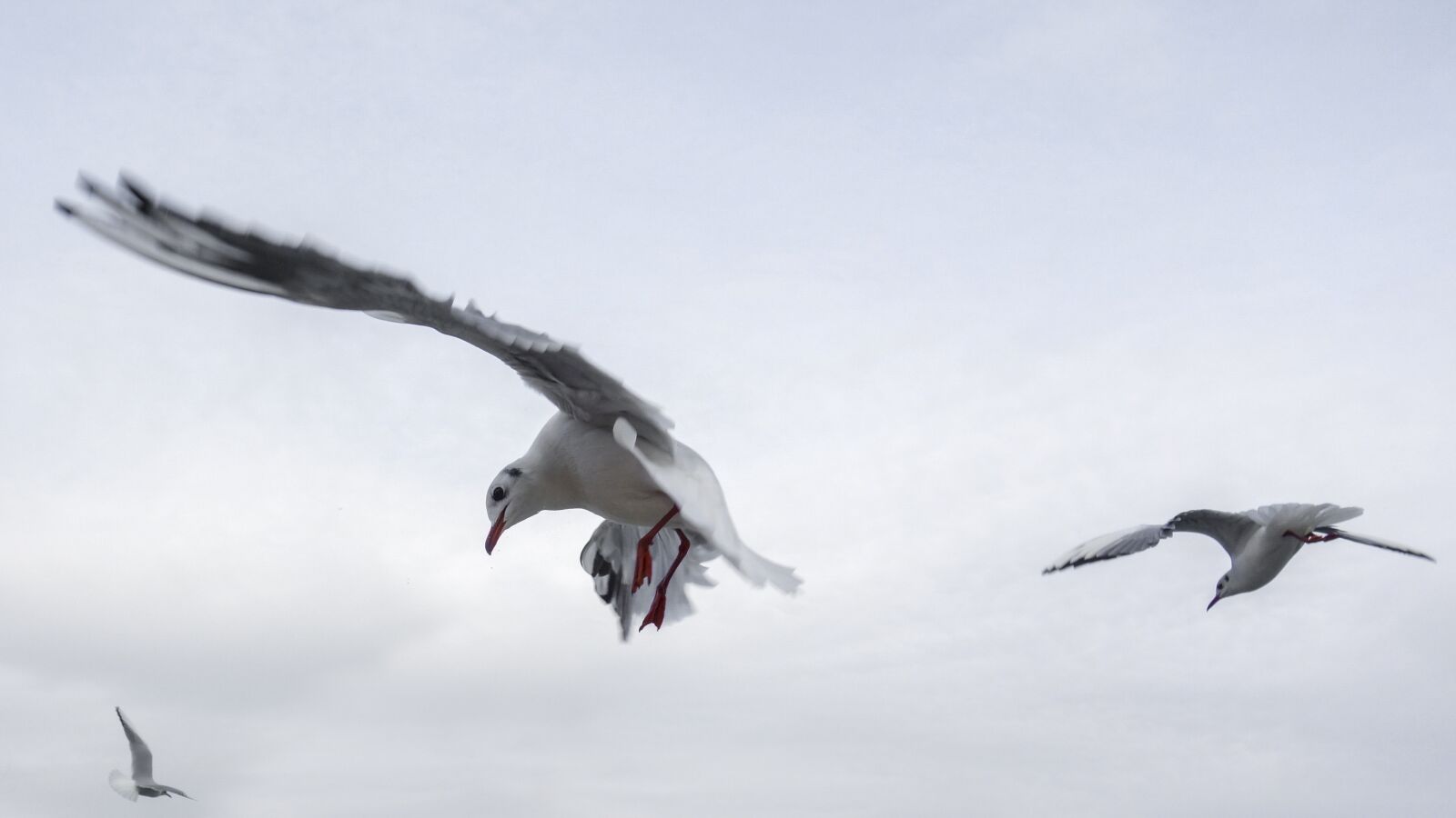 Sony Cyber-shot DSC-RX100 sample photo. Gulls, bird, sea photography