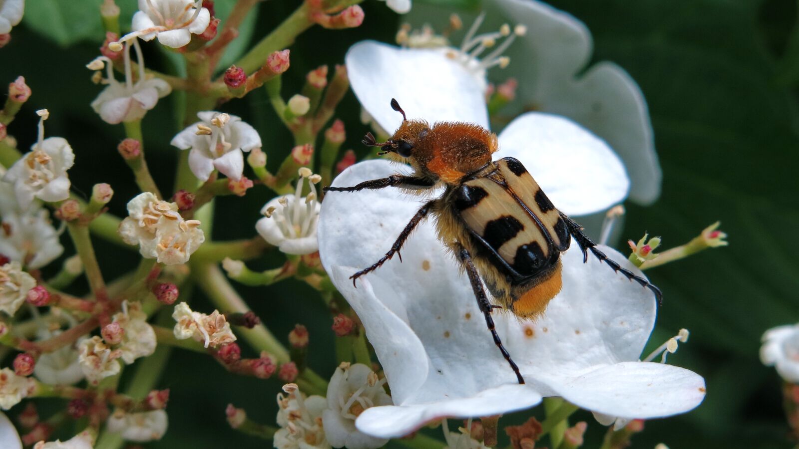 Canon PowerShot G15 sample photo. Brush beetle, banded brush photography