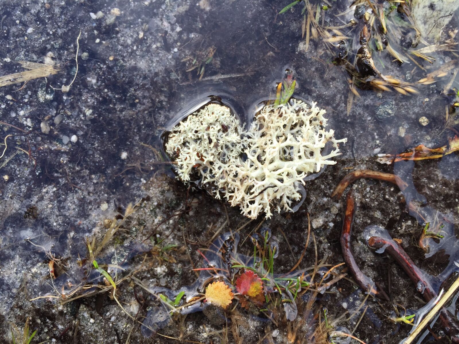 Apple iPhone 6 sample photo. Nature, heart shape, outdoor photography