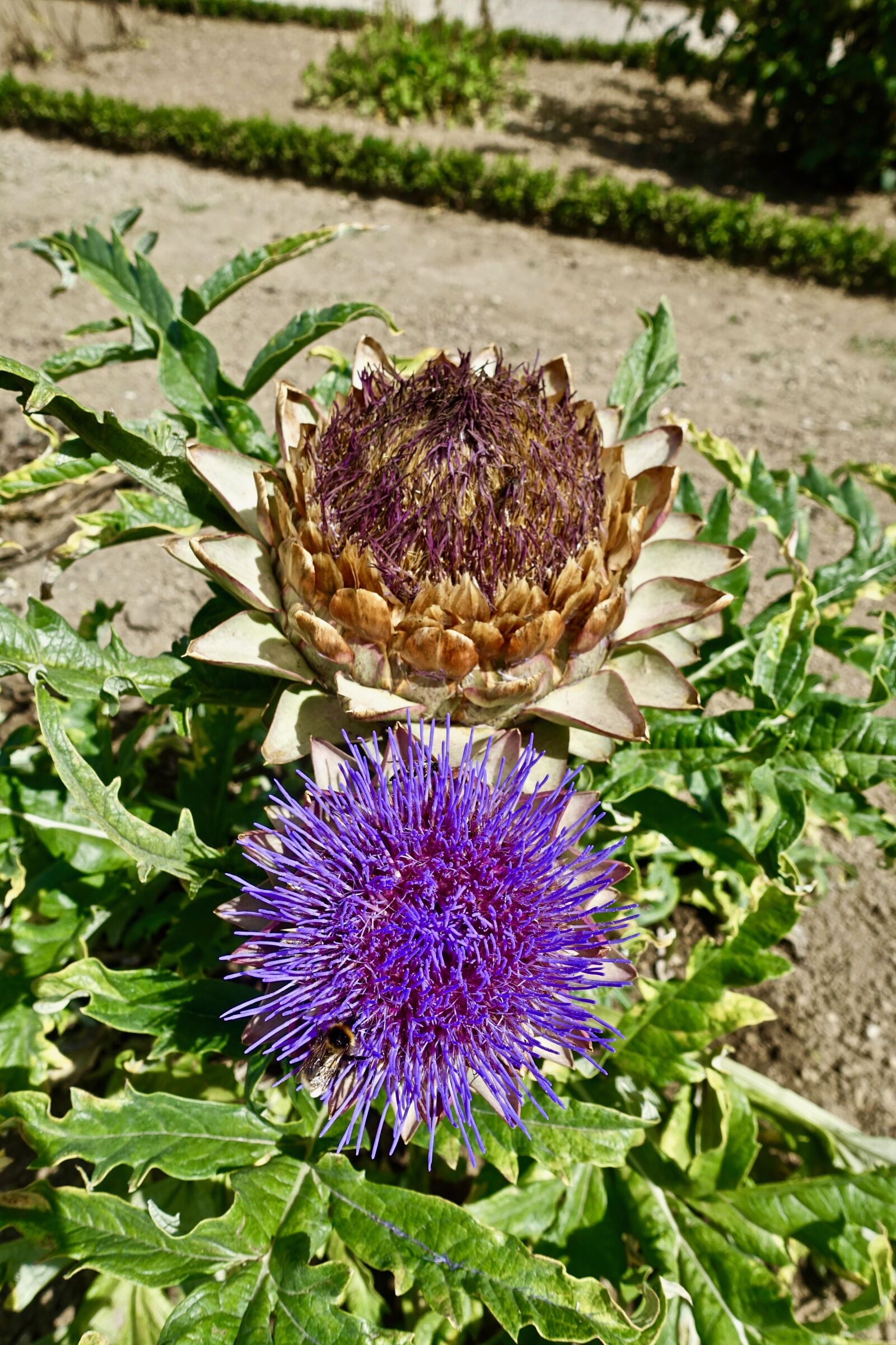 Sony Cyber-shot DSC-RX100 III sample photo. Thistle, flower, flora photography
