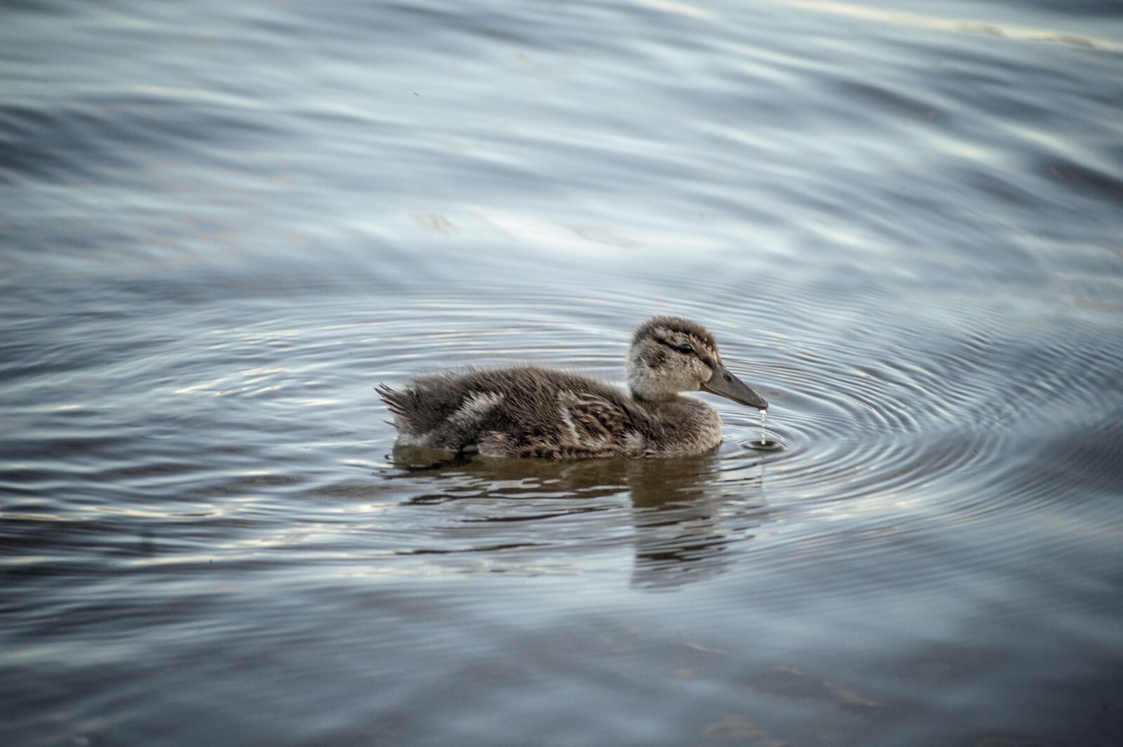 Nikon D50 sample photo. Duck, mallard, water photography