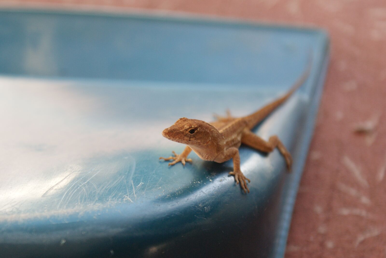Sony Alpha DSLR-A200 sample photo. Animal, nature, wildlife photography