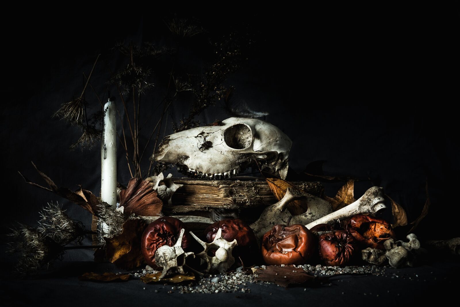 Nikon D750 sample photo. Skull, skeleton, bone photography