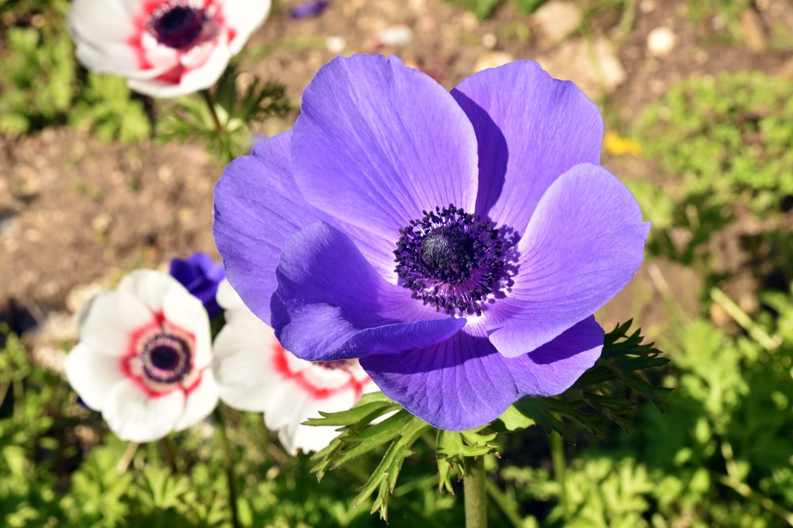 Nikon D750 sample photo. Flower, flora, nature photography