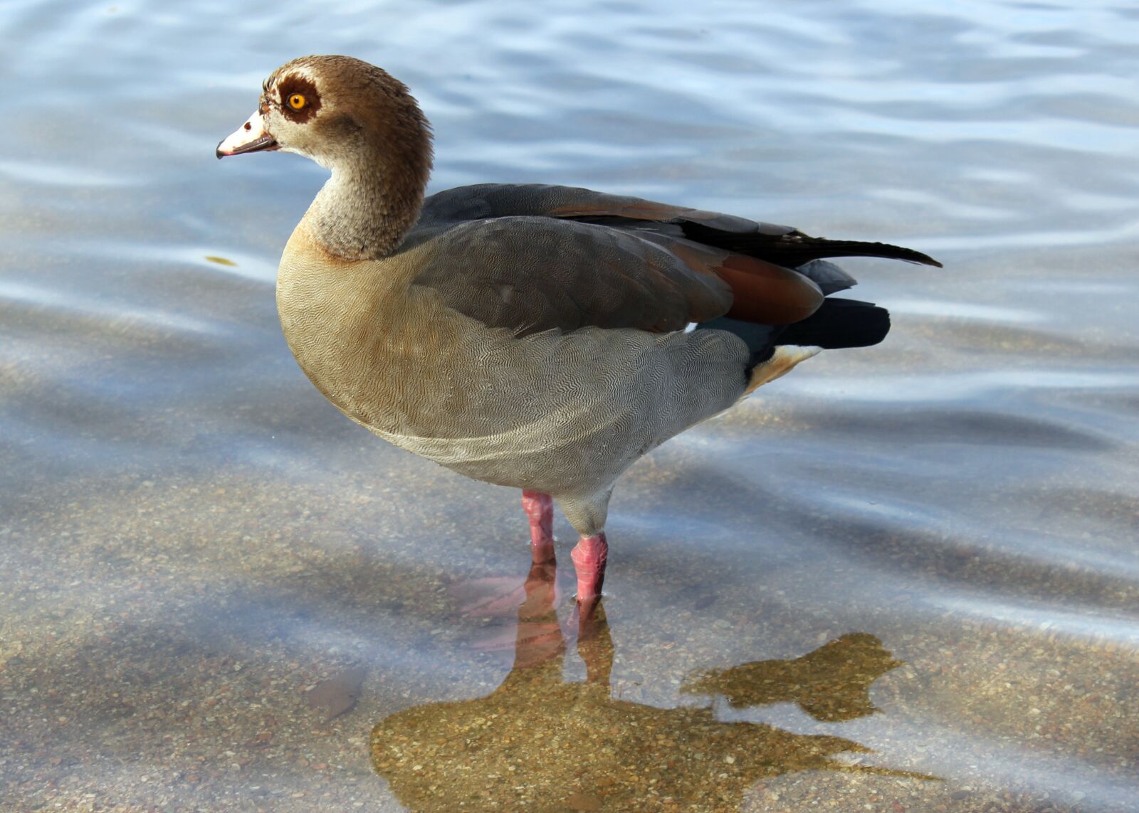 Canon EOS 550D (EOS Rebel T2i / EOS Kiss X4) sample photo. Goose, bird, waterfowl photography
