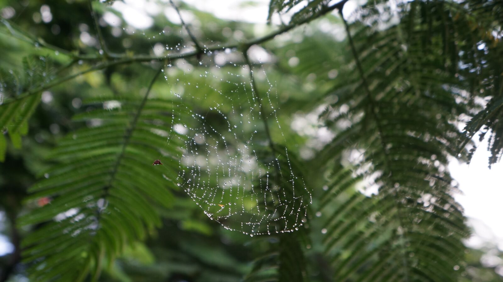Sony Alpha NEX-5R + Sony E 18-55mm F3.5-5.6 OSS sample photo. Spider, canvas, macro photography
