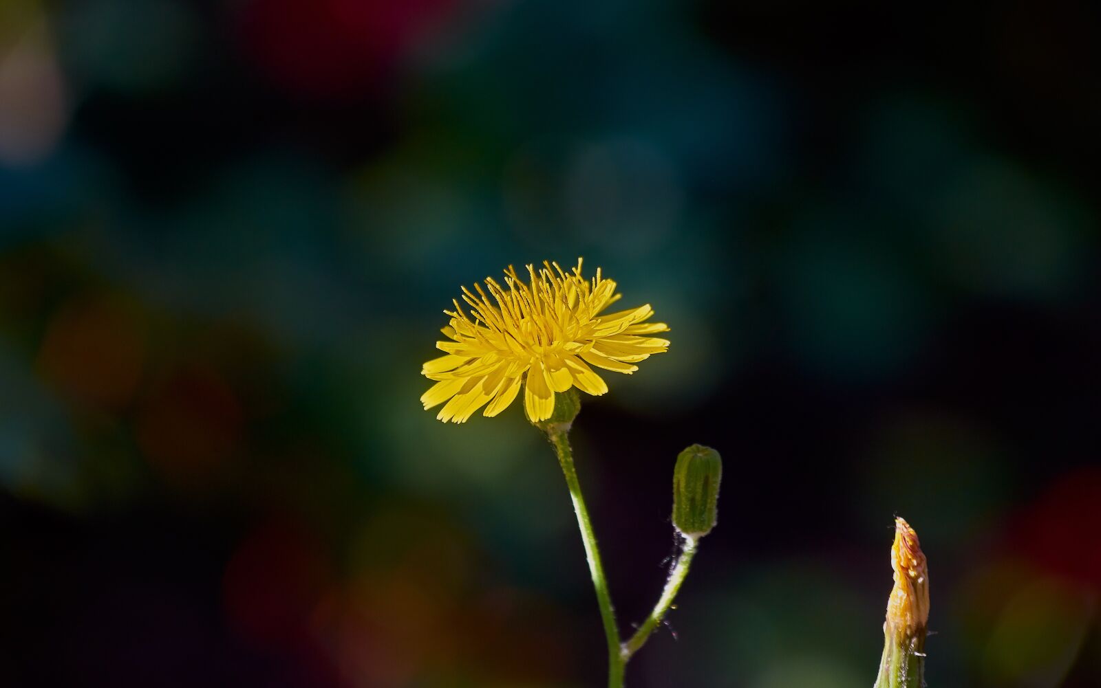 Nikon D7200 sample photo. Daisy, garden, flora photography