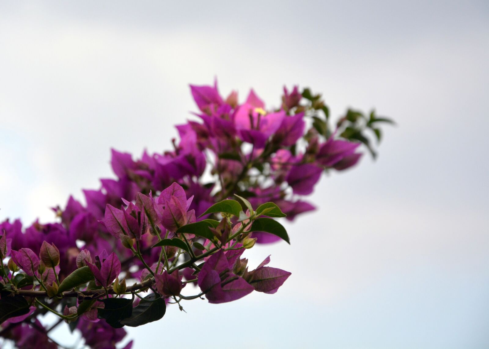 Nikon D5200 sample photo. Bougainvillea, blooming, pink photography