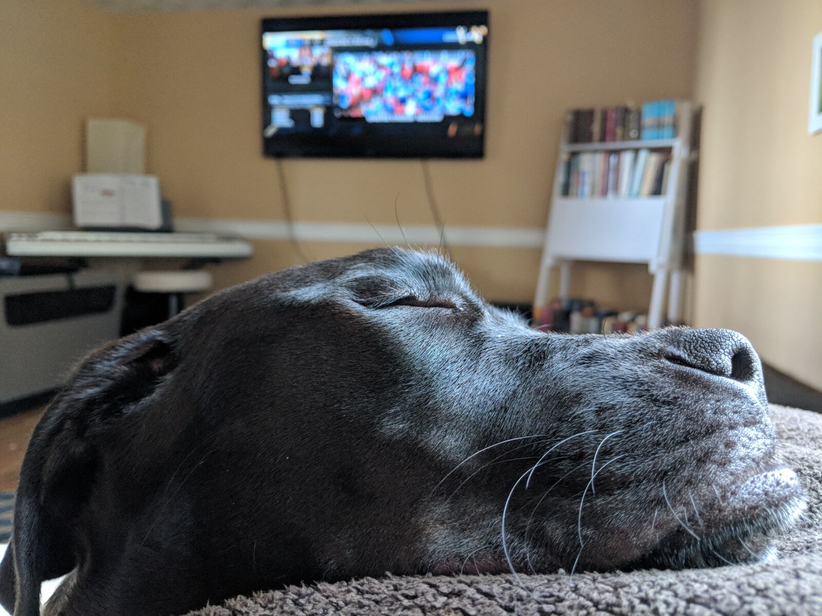Google Pixel 2 XL sample photo. Dog, sleeping, animal photography