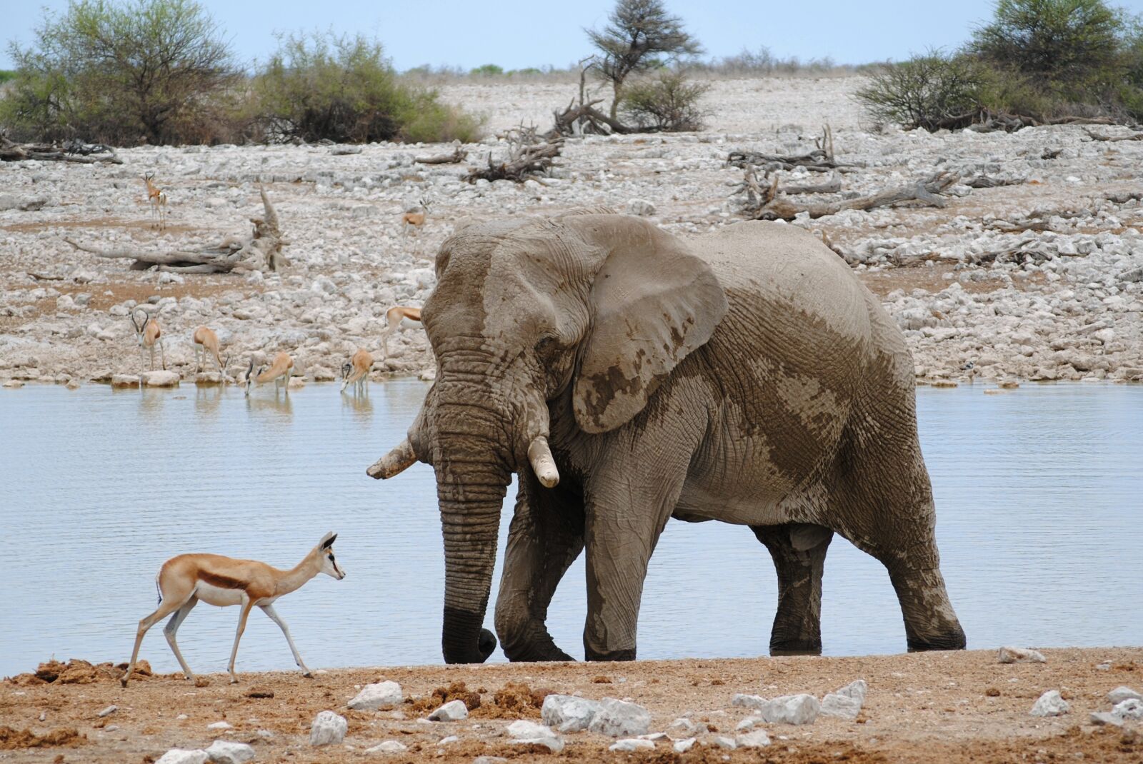 Nikon D3000 sample photo. Africa, namibia, etosha photography